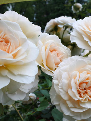 Close-up of white roses in a garden with lush green leaves.