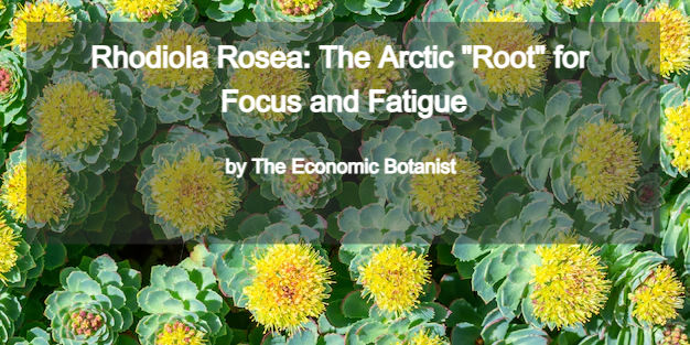 Green and yellow Rhodiola Rosea flowers with text overlay: "Rhodiola Rosea: The Arctic 'Root' for Focus and Fatigue by The Economic Botanist."