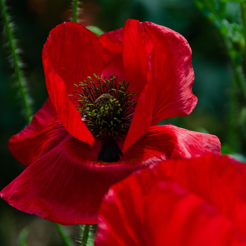 poppy