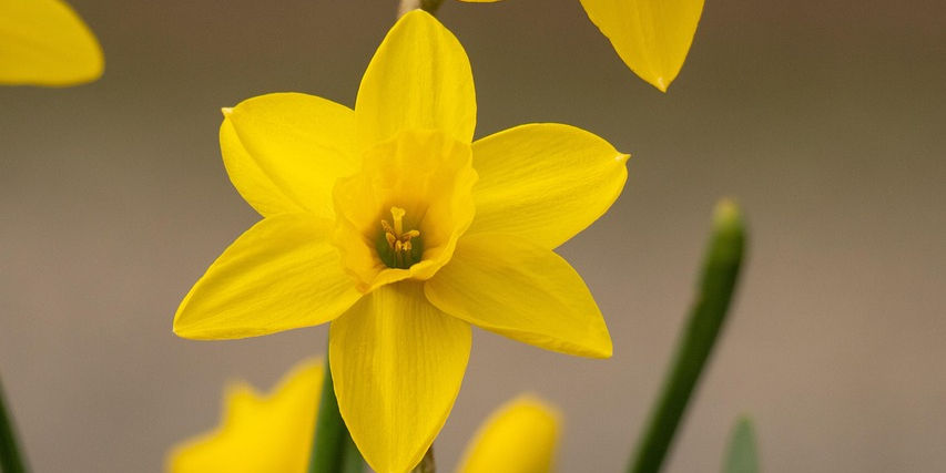 Bright yellow daffodil with six petals and green stems, set against a blurred brownish-gray background, conveying a cheerful mood.