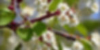 Close-up of white blossoms with red centers on a tree branch, surrounded by green leaves. Bright and sunny with a vivid natural backdrop. By The Economic Botanist