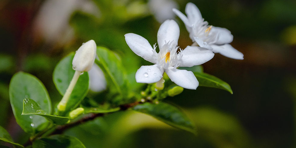White flowers and green leaves