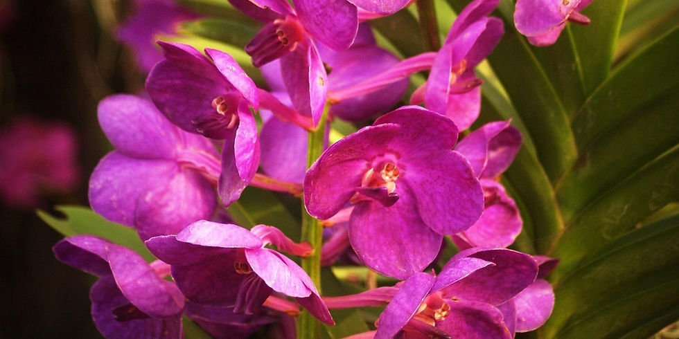 Vibrant purple orchids with rich green leaves fill the frame, creating a lush and serene botanical scene.