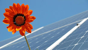 Close-up of an orange flower against solar panels and a blue sky.