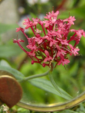 A magnifying glass focuses on a pink flower.