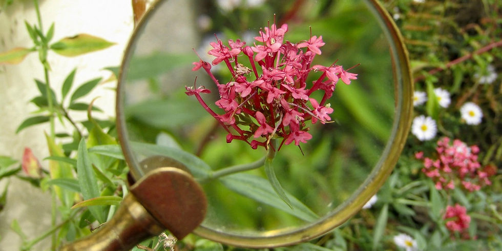 A magnifying glass focuses on a pink flower.