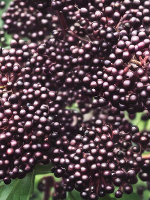 Clusters of ripe, dark purple elderberries on branches with green leaves. Background is lush and vibrant, conveying a sense of abundance. www.theeconomicbotanist.com