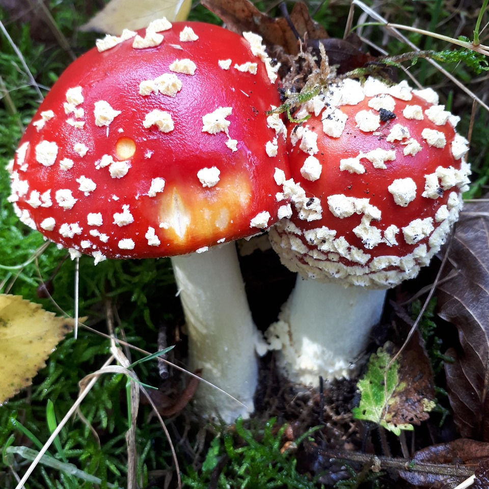 Red mushrooms with white spots grow in lush green grass, surrounded by brown leaves, creating a vibrant forest scene.