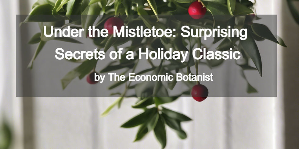 Mistletoe with red berries hangs indoors. Overlaid text reads "Under the Mistletoe: Surprising Secrets of a Holiday Classic by The Economic Botanist."