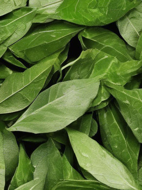 Close-up of fresh green spinach leaves with water droplets. Leaves have a vibrant green color and a textured surface.