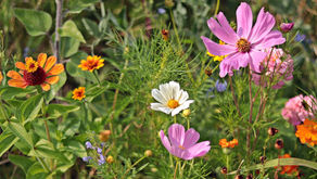 Colorful wildflowers