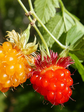 Two ripe salmonberry hang from a branch, one yellow and one red, set against a blurred green forest background. Vivid and fresh mood.