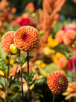 Vibrant flowers and dahlias