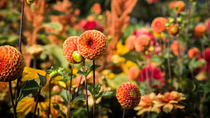 Vibrant flowers and dahlias