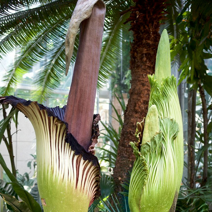 Two large corpse flowers, one blooming with a maroon spadix and the other closed, in a lush, green botanical garden setting.