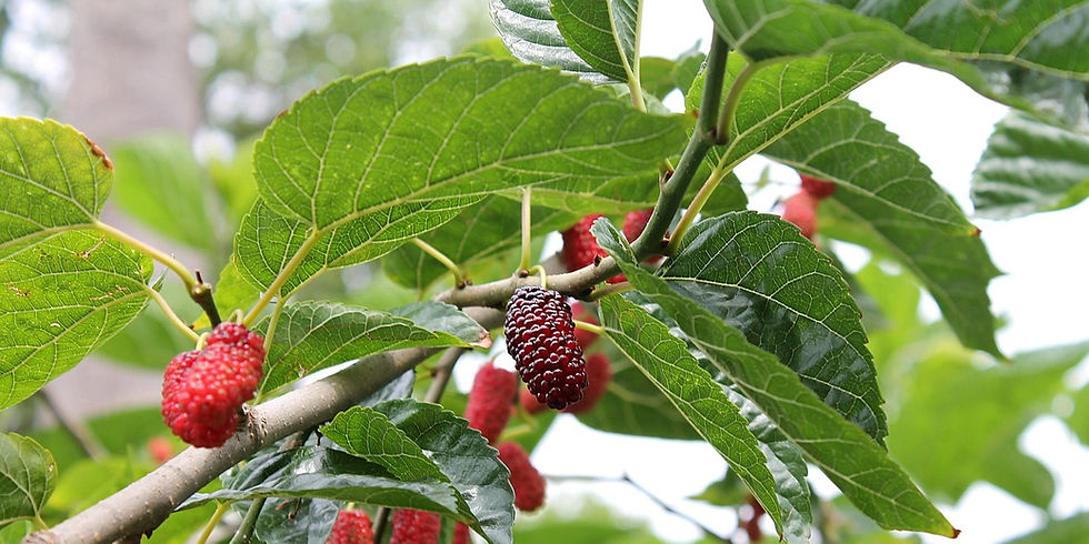 Mulberry tree with ripe red berries.