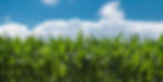 corn-field-440338_1920_edited.jpg