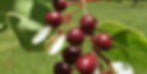 Close-up of ripe, dark red chokecherries with green leaves against a blurred grassy background. Sunlight highlights the chokecherry' glossy surface. By The Economic Botanist