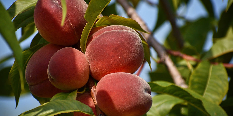 Close-up of ripe, fuzzy peaches on a tree, surrounded by green leaves against a clear blue sky, conveying a fresh, natural setting.
