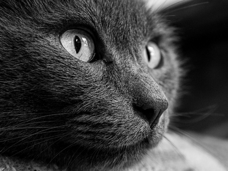 Biorésonance et animaux
