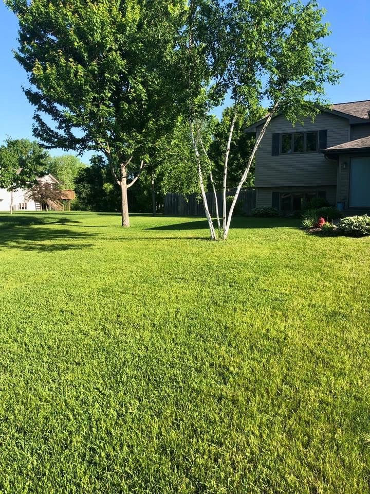 Lush Green Lawn and Neighborhood