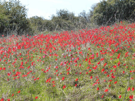 Navigera i ångestens landskap: Minnet, rörelsen och vägen till psykisk hälsa