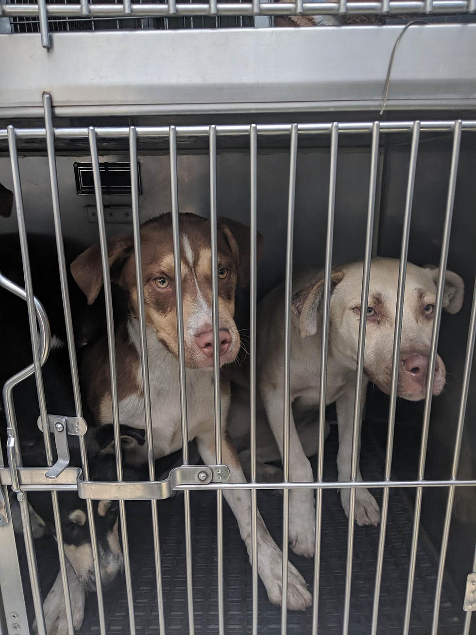 2 dogs in kennel