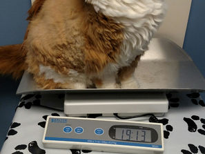 Help your pet be "FABULOUS" not "FLABULOUS"!