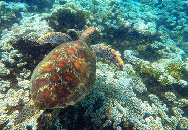 A sea turtle spotted while snorkeling in Costa Rica