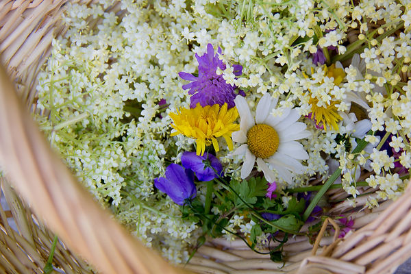 Kräuter_Kinder-40 (002).jpg