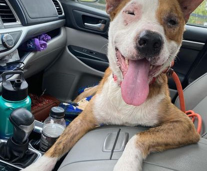 Four Dogs Who Were Out of Options
