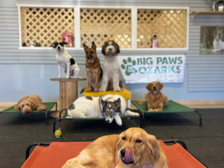 How Training Can Help Dogs with Separation Anxiety