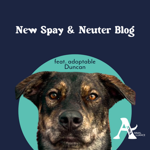 The Importance of Spaying and Neutering: How It Benefits Your Pet and Community