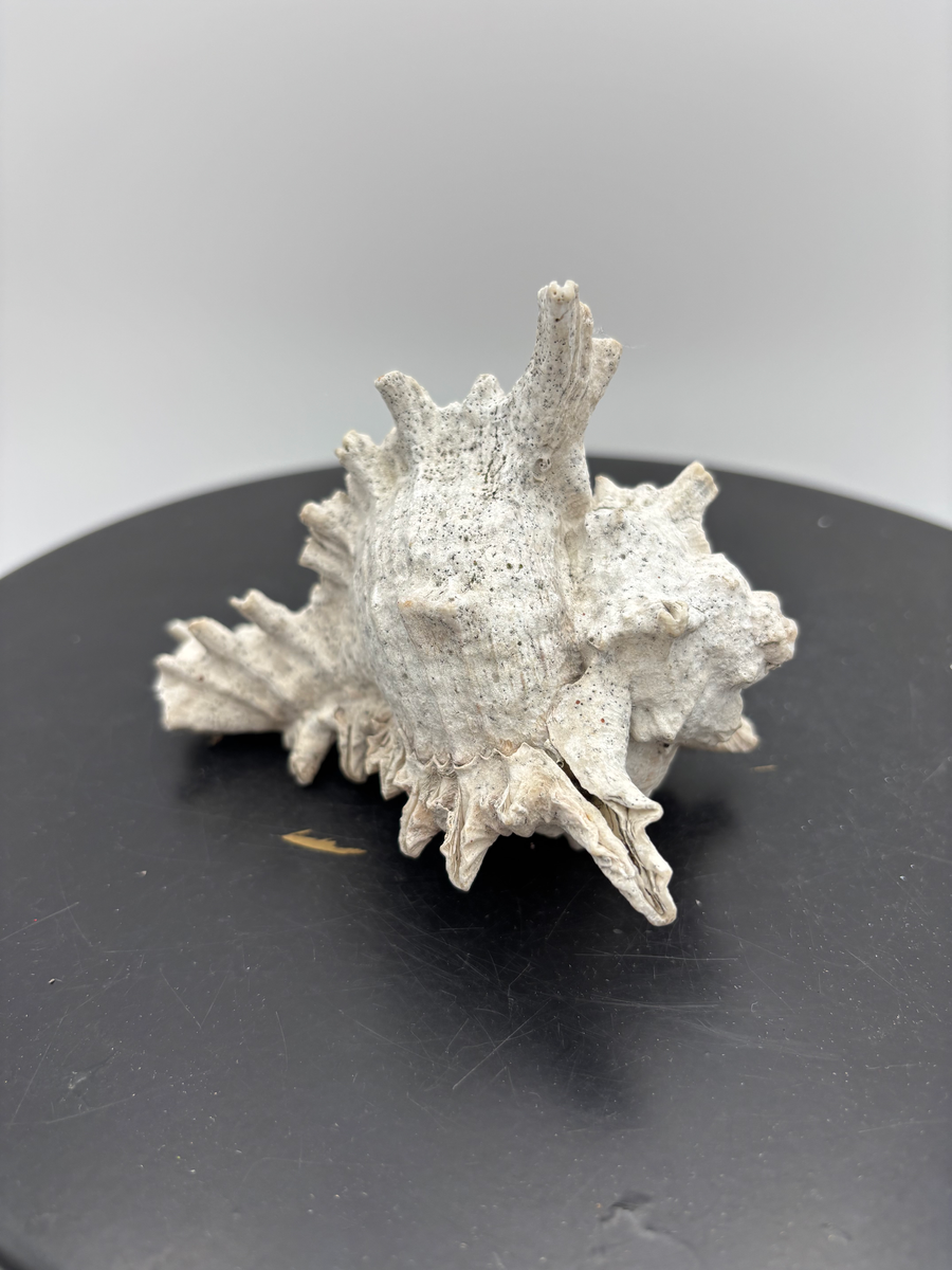 Large White Murex Shell, photo 1 of 7