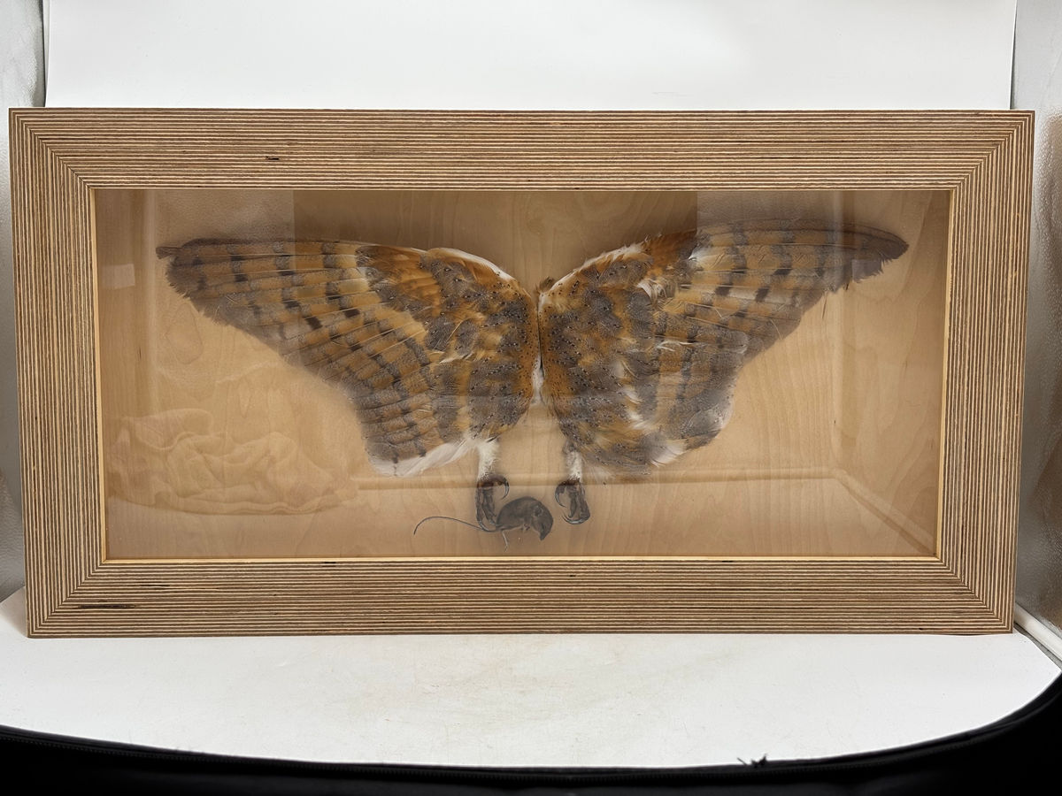 Cased Barn Owl Wings & Tallons with Taxidermy Field Mouse , photo 1 of 5
