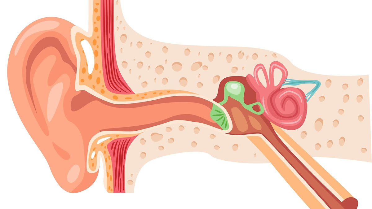 What is Tinnitus and Where Does It Come From? The Three Places It Can Start in Your Ear