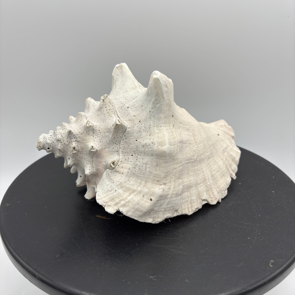 Large Queen Conch Shell