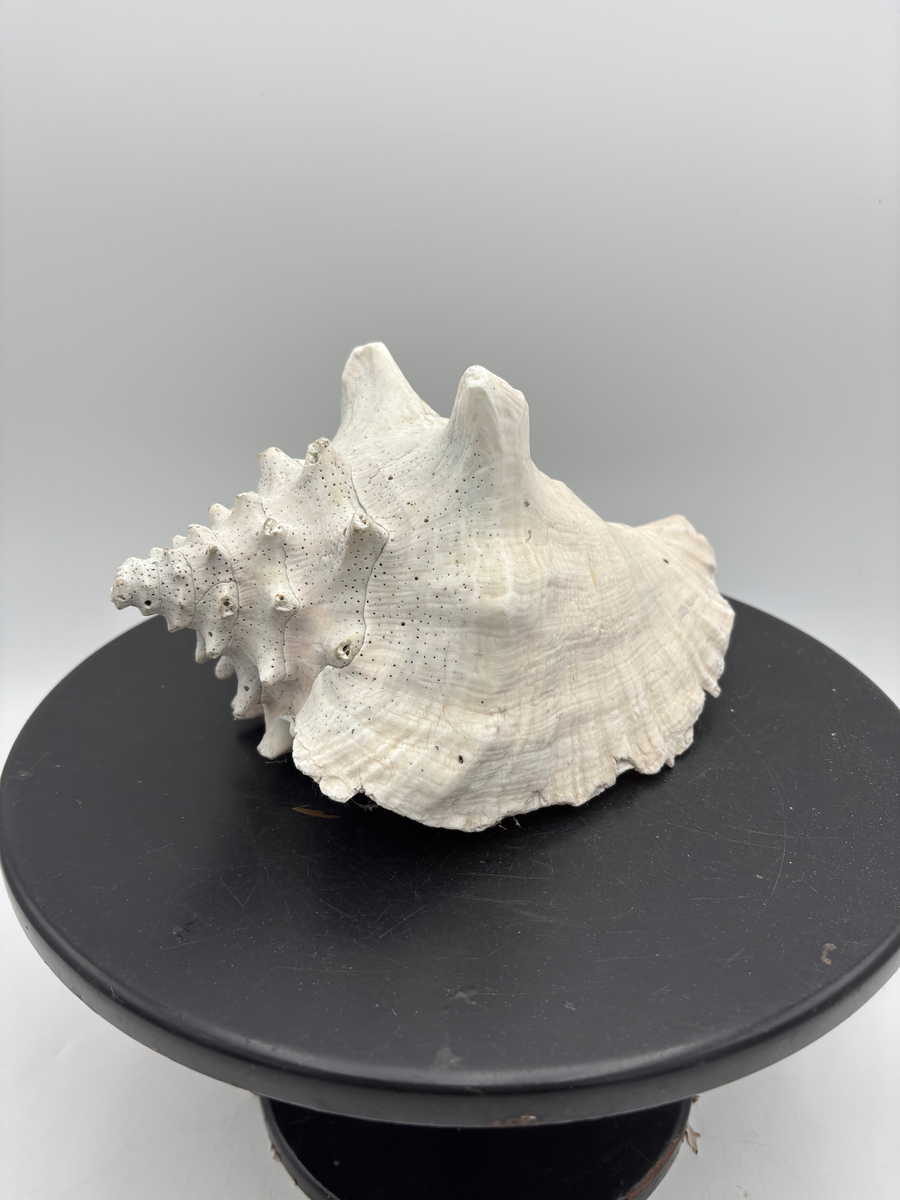 Large Queen Conch Shell, photo 1 of 5