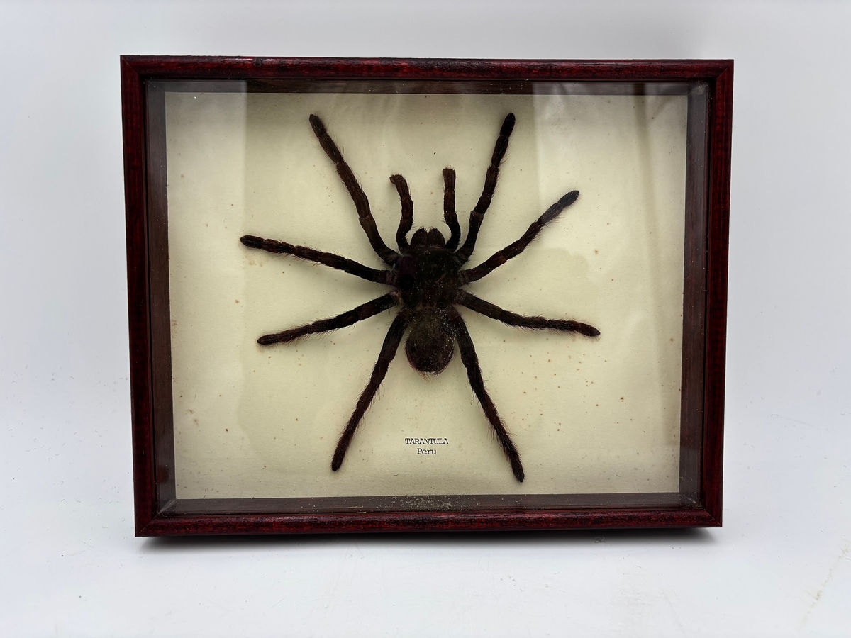 Cased taxidermy specimen of a Pamphobeteus antinous, commonly known as the Peruv, photo 1 of 8