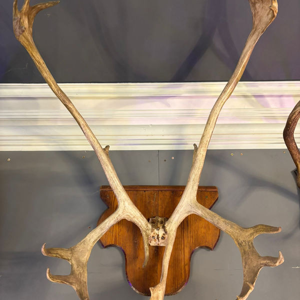 Antique Large Caribou Antlers on Wooden Mount