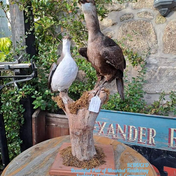 ON SALE Pair of Mounted Taxidermy Seabirds (Guillemot & Cormorant)
