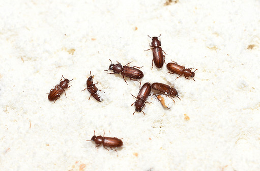 Tribollium (Tribolium Confusum)