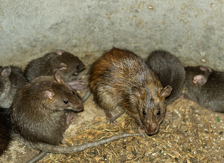 Surmulot (Rattus Norvegicus)