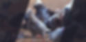 Montage Service Depigeon.jpg
