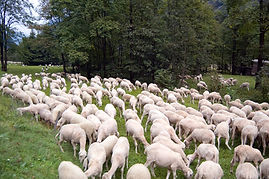 Transhumance
