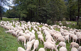 Transhumance