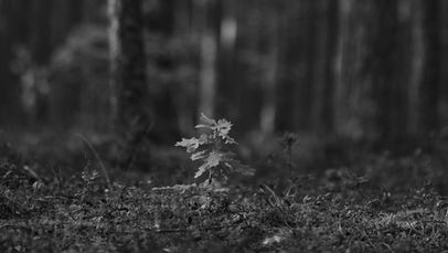 Chêne & Sylviculture : Une Plongée au Cœur du roi des forêts