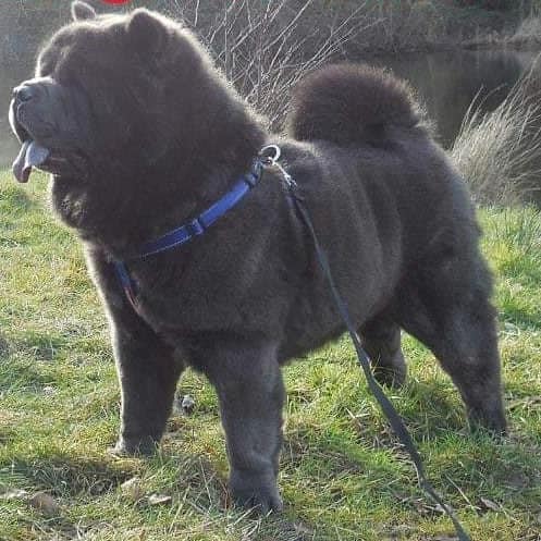 smooth blue chow chow