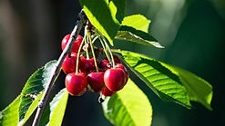 La Transformation Premium : on récolte de magnifique cerises matures