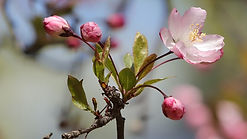 La Découverte renforcée : Les fleurs apparaissent